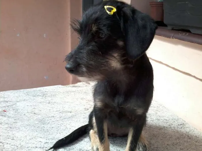 Cachorro ra a viralata idade 2 a 6 meses nome sem nome