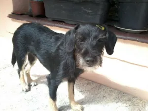 Cachorro raça viralata idade 2 a 6 meses nome sem nome