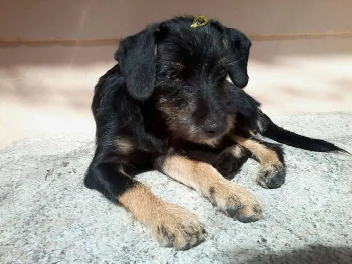 Cachorro ra a viralata idade 2 a 6 meses nome sem nome