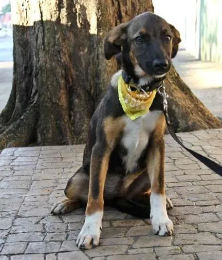 Cachorro ra a SRD idade 2 a 6 meses nome GABI
