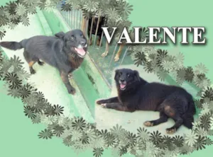 Cachorro raça SRD idade 3 anos nome VALENTE