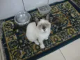 liza