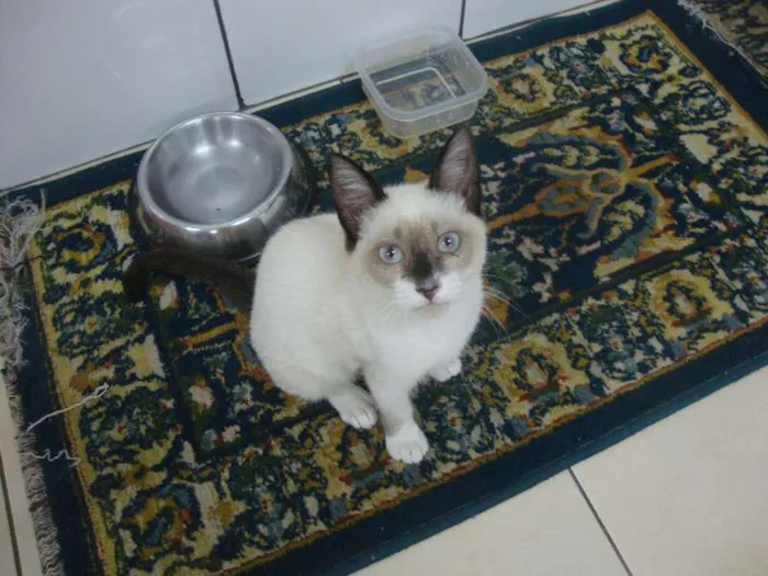 Gato ra a não sei idade 2 a 6 meses nome liza