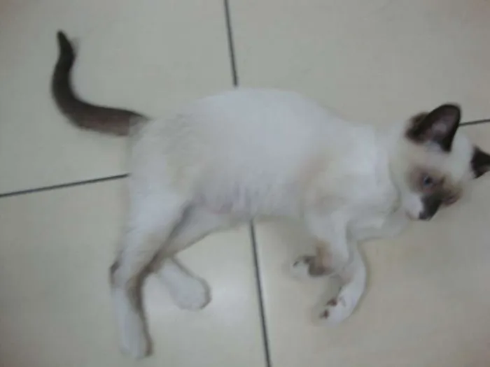 Gato ra a não sei idade 2 a 6 meses nome liza