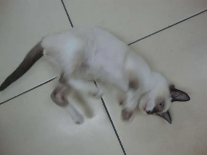 Gato ra a não sei idade 2 a 6 meses nome liza