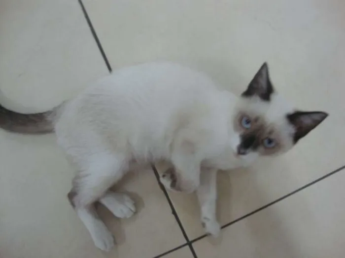 Gato ra a não sei idade 2 a 6 meses nome liza
