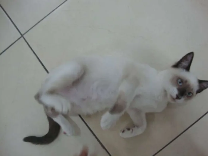 Gato ra a não sei idade 2 a 6 meses nome liza