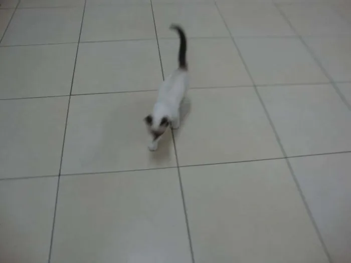 Gato ra a não sei idade 2 a 6 meses nome liza