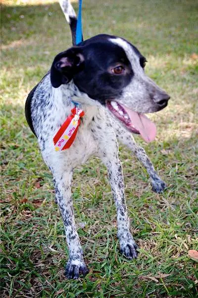 Cachorro ra a SRD idade 1 ano nome Wilsinho