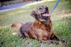 Cachorro raça SRD idade 2 anos nome CINDY