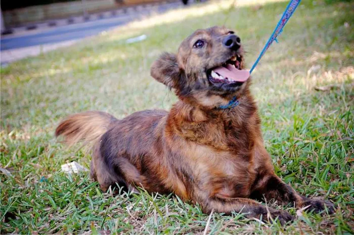 Cachorro ra a SRD idade 2 anos nome CINDY