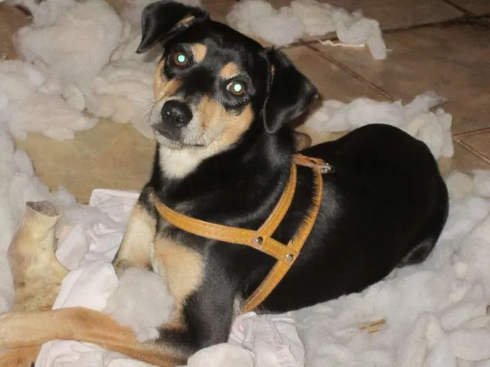 Cachorro ra a SRD idade 2 anos nome Sansão
