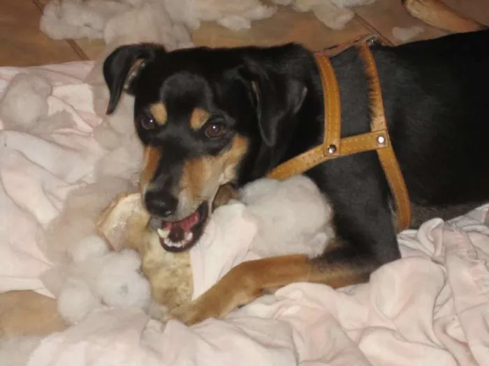 Cachorro ra a SRD idade 2 anos nome Sansão