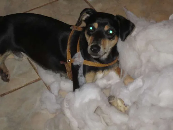 Cachorro ra a SRD idade 2 anos nome Sansão