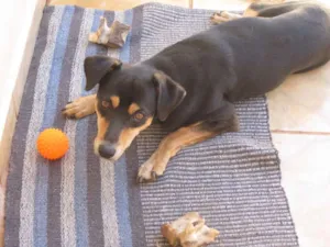 Cachorro raça SRD idade 2 anos nome Sansão