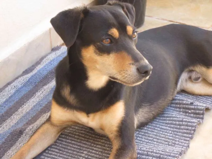 Cachorro ra a SRD idade 2 anos nome Sansão