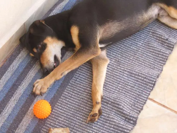 Cachorro ra a SRD idade 2 anos nome Sansão