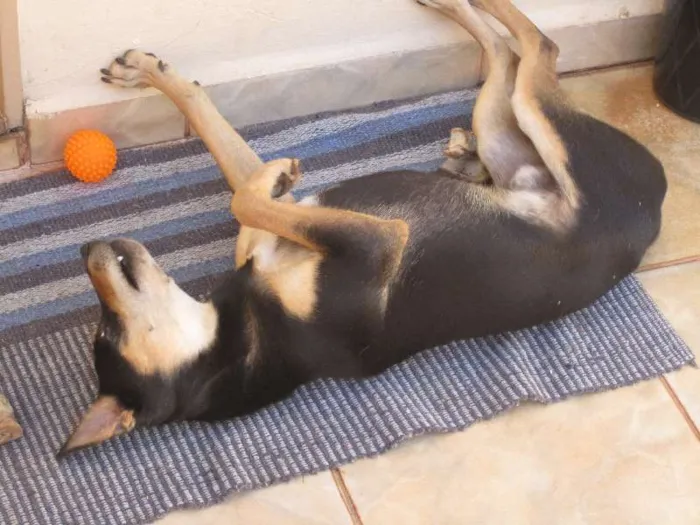 Cachorro ra a SRD idade 2 anos nome Sansão