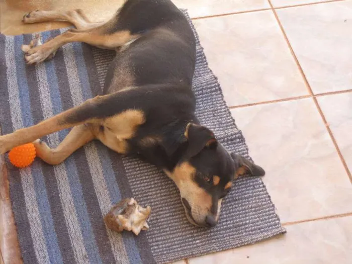 Cachorro ra a SRD idade 2 anos nome Sansão