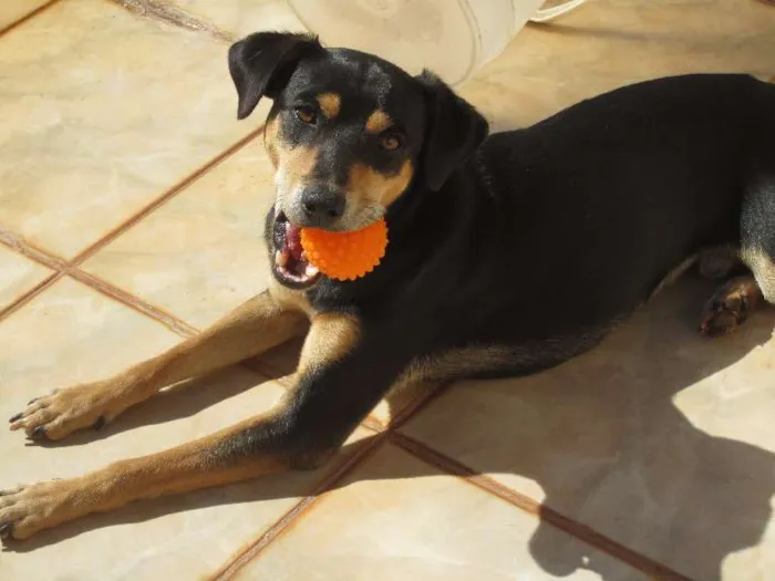 Cachorro ra a SRD idade 2 anos nome Sansão