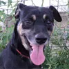Cachorro raça SRD idade 1 ano nome Cazé