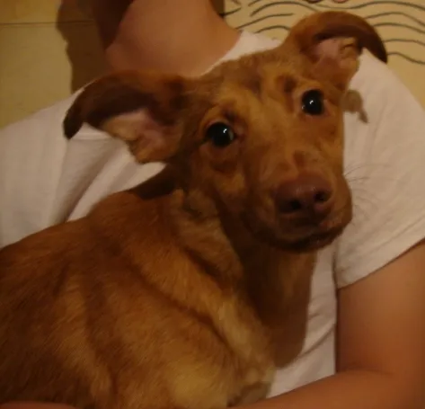 Cachorro ra a SRD idade 2 anos nome LOIRINHO