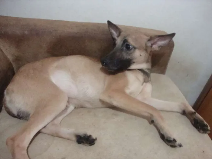 Cachorro raça SRD idade 2 anos nome FOFÃO