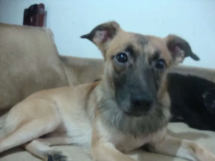 Cachorro ra a SRD idade 3 anos nome FOFINHO