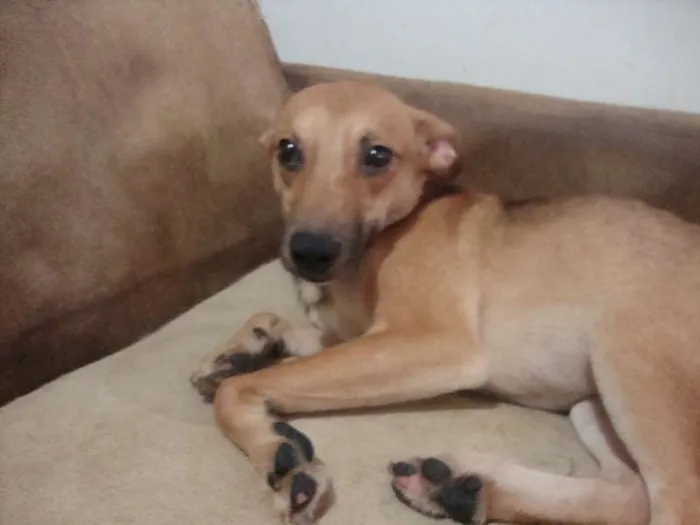 Cachorro ra a SRD idade 3 anos nome REI