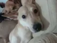 BELO