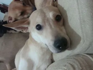 Cachorro raça SRD idade 2 anos nome BELO