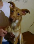 LOIRINHO