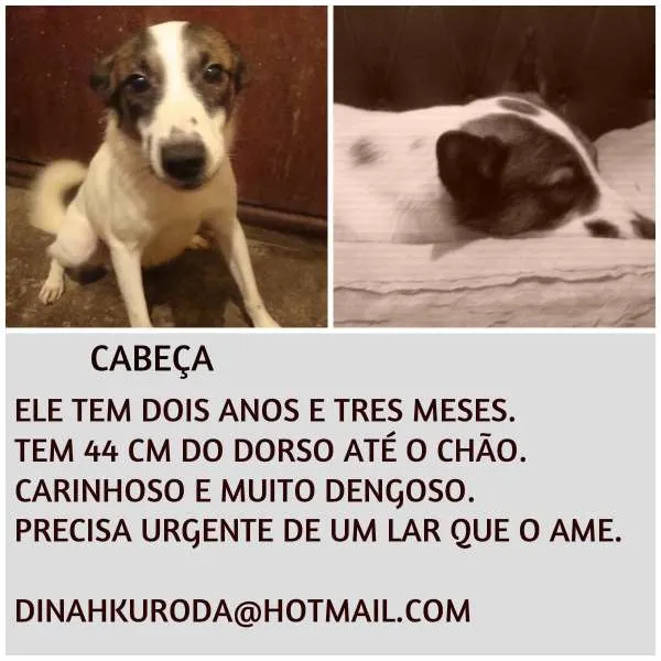 Cachorro ra a SRD idade 3 anos nome Cabeça