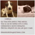 Cabeça