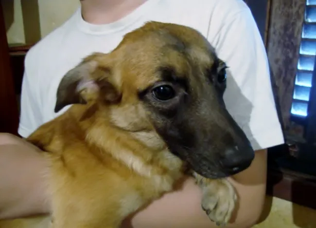 Cachorro ra a SRD idade 2 anos nome LINDOCA