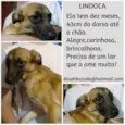 LINDOCA
