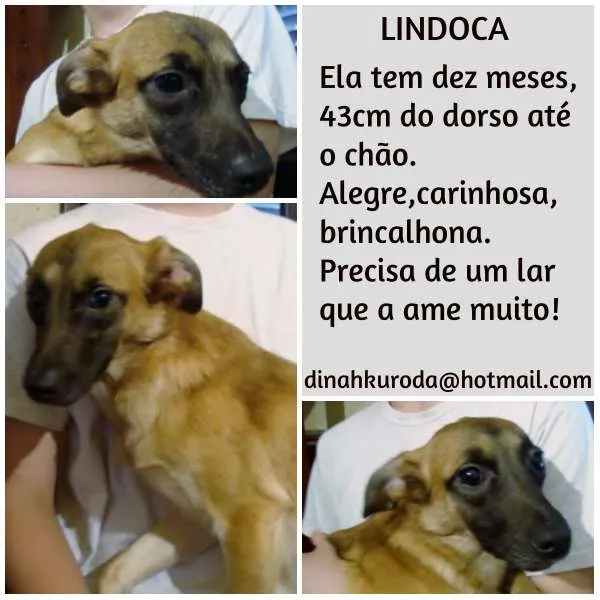 Cachorro ra a SRD idade 2 anos nome LINDOCA