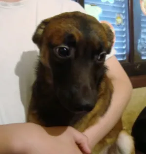 Cachorro raça SRD idade 7 a 11 meses nome PANCHO