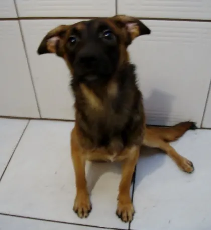 Cachorro ra a SRD idade 7 a 11 meses nome PANCHO