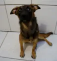 PANCHO