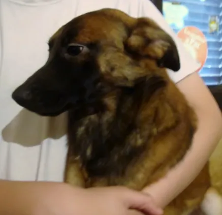 Cachorro ra a SRD idade 7 a 11 meses nome PANCHO