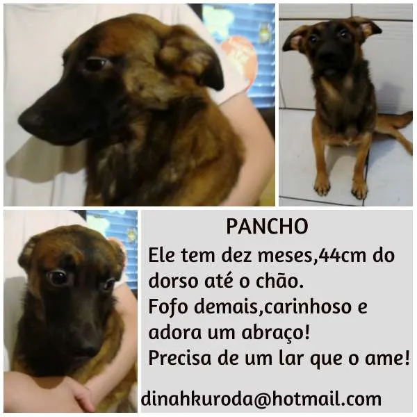 Cachorro ra a SRD idade 7 a 11 meses nome PANCHO