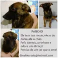 PANCHO