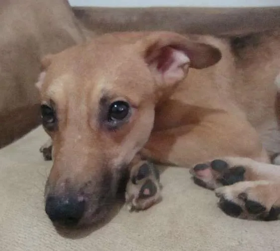 Cachorro ra a SRD idade 3 anos nome REI