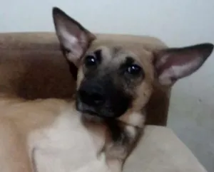 Cachorro raça SRD idade 2 anos nome FOFÃO
