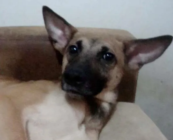 Cachorro raça SRD idade 2 anos nome FOFÃO