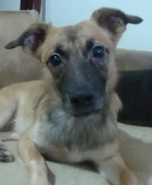 Cachorro raça SRD idade 3 anos nome FOFINHO