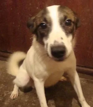 Cachorro raça SRD idade 3 anos nome Cabeça