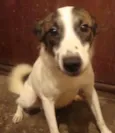 Cabeça