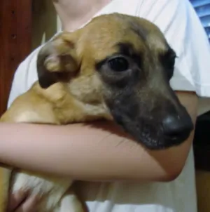 Cachorro raça SRD idade 2 anos nome LINDOCA